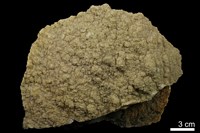 藏品(方解石 )的圖片