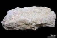 藏品(絹雲母)的圖片