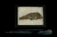 藏品(鋰蒙脫石 )的圖片