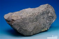 藏品(斑銅礦)的圖片