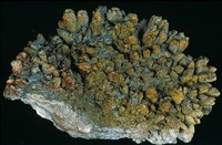 藏品(釩鉛鋅礦 )的圖片