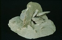 藏品(石膏/沙漠玫瑰 )的圖片