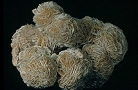 藏品(石膏/透石膏)的圖片