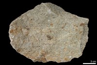 藏品(變質砂岩)的圖片