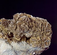 藏品(白雲母)的圖片