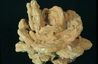 藏品(重晶石)的圖片