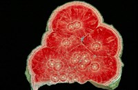 藏品(菱錳礦)的圖片