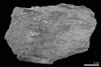 藏品(硬頁岩)的圖片