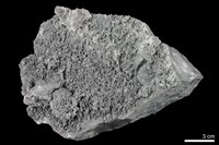 藏品(硬頁岩)的圖片