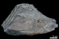 藏品(燧石)的圖片