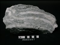 藏品(片岩)的圖片