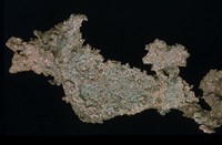 藏品(自然銅)的圖片