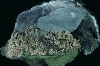 藏品(石膏/硬石膏)的圖片