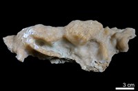 藏品(鐘乳石)的圖片