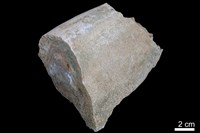 藏品(鐘乳石)的圖片