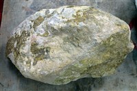 藏品(北投石)的圖片