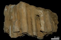 藏品(鐘乳石)的圖片