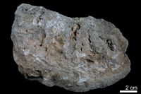 藏品(鐘乳石)的圖片