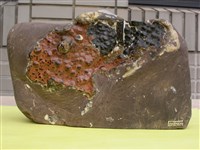 藏品(文石)的圖片