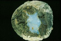 藏品(蛋白石)的圖片