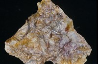 藏品(葉蠟石)的圖片