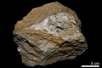 藏品(鐘乳石)的圖片