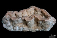 藏品(石灰華)的圖片