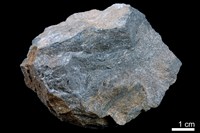 藏品(泥灰岩)的圖片