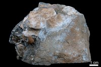 藏品(泥灰岩)的圖片