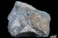 藏品(泥灰岩)的圖片