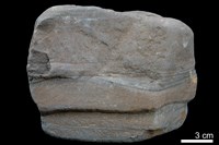 藏品(粉砂岩)的圖片