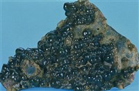 藏品(文石(菱鐵礦))的圖片