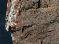 藏品(方沸石煌綠岩(沸綠岩))的圖片