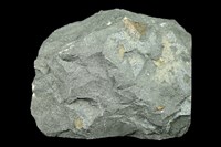 藏品(玄武岩)的圖片