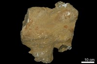 藏品(鐘乳石)的圖片