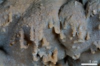 藏品(鐘乳石)的圖片