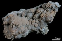 藏品(鐘乳石)的圖片