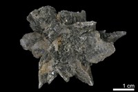 藏品(石膏)的圖片