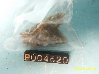 藏品(石膏)的圖片