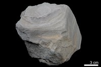 藏品(砂岩)的圖片