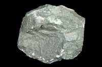 藏品(鹼性玄武岩)的圖片