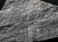 藏品(大理岩)的圖片