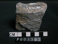 藏品(片岩)的圖片