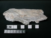 藏品(大理岩)的圖片