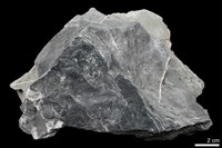 藏品(黑色片岩)的圖片