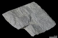 藏品(片岩)的圖片