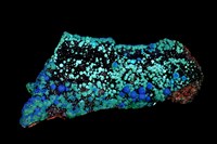 藏品(矽孔雀石/藍銅礦/孔雀石/黑銅礦)的圖片