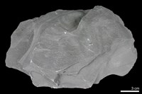 藏品(硬頁岩)的圖片