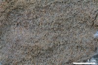 藏品(砂岩)的圖片