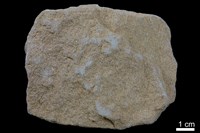 藏品(砂岩)的圖片